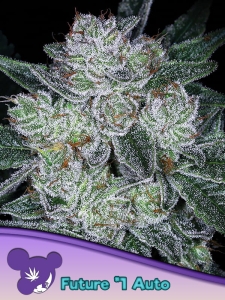 Auto Future #1 od Anesia Seeds nasiona marihuany