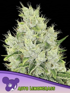 Auto Lemongrass od Anesia Seeds nasiona marihuany
