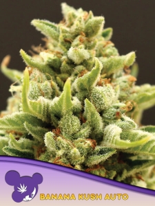 Banana Kush Auto od Anesia Seeds nasiona marihuany