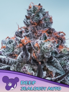 Deep Jealousy Auto od Anesia Seeds nasiona marihuany