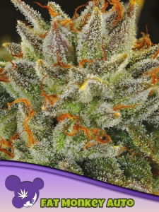 Fat Monkey Auto od Anesia Seeds nasiona marihuany