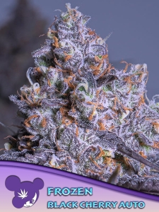 Frozen Black Cherry Auto od Anesia Seeds nasiona marihuany