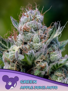 Green Apple Juice Auto od Anesia Seeds nasiona marihuany