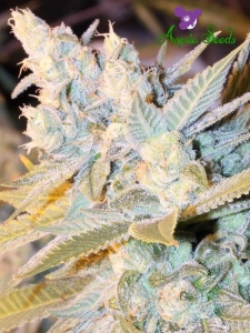 Triple Cheese Auto od Anesia Seeds nasiona marihuany