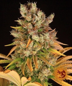 GMO od Barney's Farm nasiona marihuany