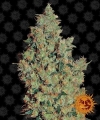 Tangerine Dream