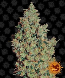 Tangerine Dream od Barney's Farm nasiona marihuany