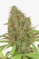 Dutch Haze