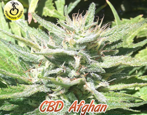 CBD Afghan od Kaya Spain Quality nasiona marihuany
