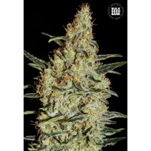 New's Haze od Bulk Seed Bank nasiona marihuany