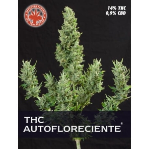 THC Autofloreciente od Pure Seeds nasiona marihuany