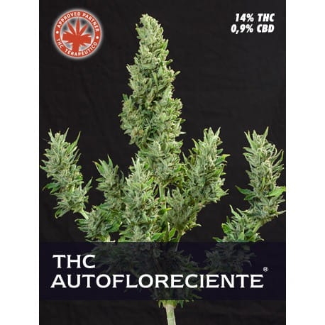 THC Autofloreciente