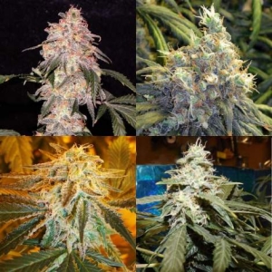 Indica Mix od Nirvana nasiona marihuany