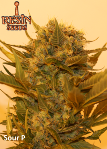 Sour P od Resin Seeds nasiona marihuany
