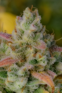 Gelato Auto od FastBuds nasiona marihuany