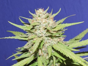 Wedding Cake od Original Sensible Seeds nasiona marihuany