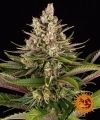 SOUR STRAWBERRY 
