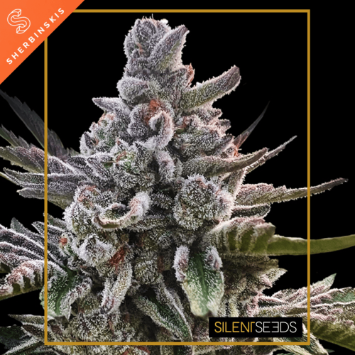 Açai Jelly by Sherbinskis