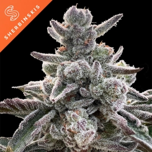 Polar Gelato by Sherbinski od Silent Seeds nasiona marihuany