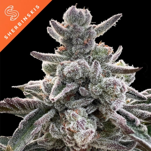 Polar Gelato by Sherbinski