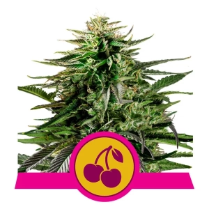 Cherry Pie od Royal Queen Seeds nasiona marihuany