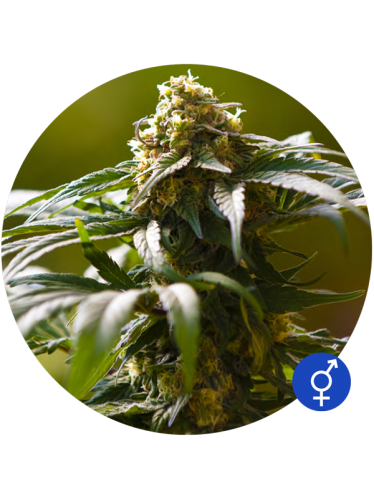 The Bulldog Skunk (Regular)