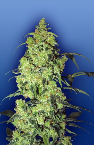 White Widow