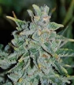 Auto 710 Cheese od 710 Genetics nasiona marihuany