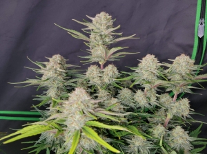 Apricot Auto od FastBuds nasiona marihuany
