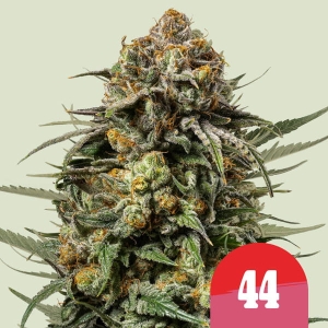 Gelato 44 od Royal Queen Seeds nasiona marihuany