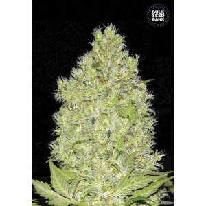 Chronical od Bulk Seed Bank nasiona marihuany