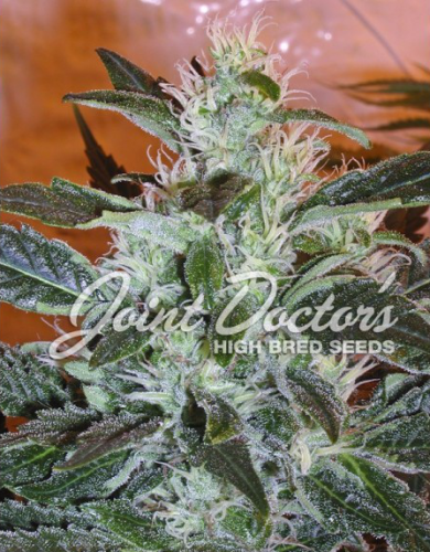 Lowryder #2 Auto