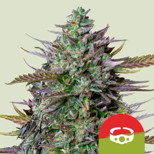 GOAT'lato Auto od Royal Queen Seeds nasiona marihuany