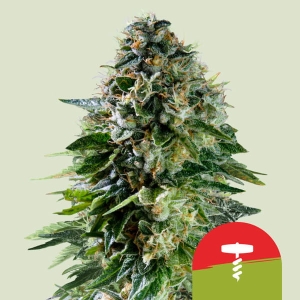 Corkscrew Auto od Royal Queen Seeds nasiona marihuany