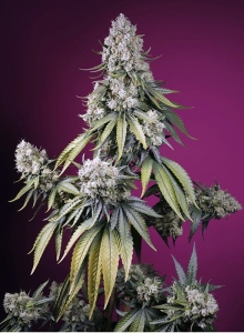 Jealousy Z XL Auto®   od Sweet Seeds nasiona marihuany