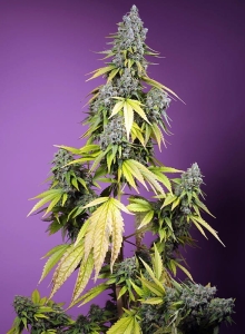 Jet Fuel Mandarine XL Auto® od Sweet Seeds nasiona marihuany