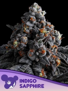 Indigo Sapphire od Anesia Seeds nasiona marihuany