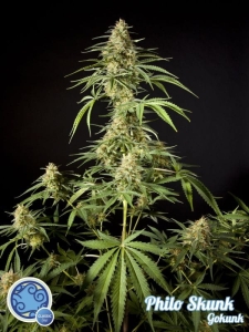 Philo Skunk (Gokunk) od Philosopher Seeds nasiona marihuany