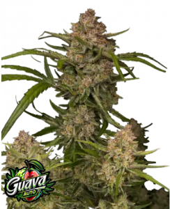 Guava Auto od FastBuds nasiona marihuany