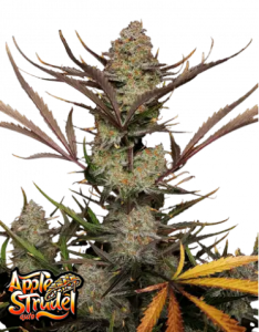 Apple Strudel Auto od FastBuds nasiona marihuany