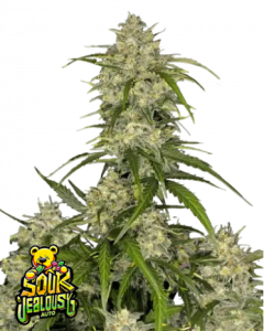 Sour Jealousy Auto od FastBuds nasiona marihuany