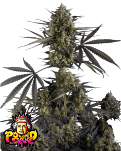 Pound Cake Auto od FastBuds nasiona marihuany