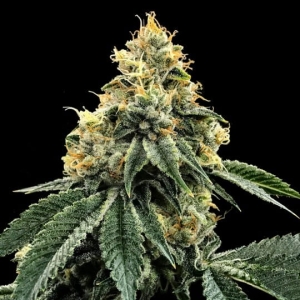 Kosher Dawg od DNA Genetics nasiona marihuany