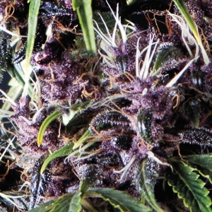 Auto Purple od Pyramid Seeds nasiona marihuany
