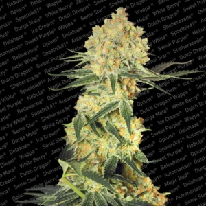 Auto Wappa od Paradise Seeds nasiona marihuany