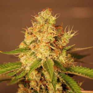 Auto Diesel od G13 Labs nasiona marihuany