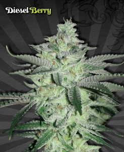 Diesel Berry Auto od Auto Seeds nasiona marihuany