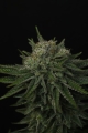 Papaya Sherbet