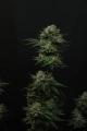 Papaya Sherbet