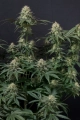 Lemon Mandarin